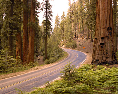[california-sequoia-national-park.jpg]