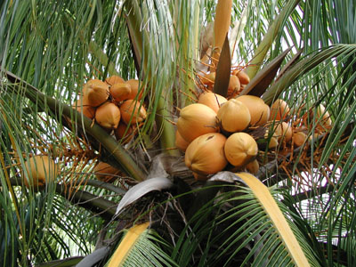 [1_coconut_tree.jpg]
