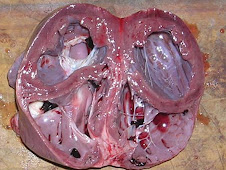 Dilatación cardíaca 2 (canino)