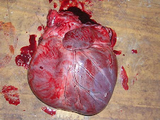 Dilatación cardíaca 1 (canino)