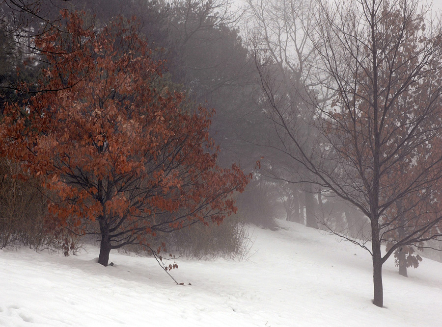 [Winterscape_Fog.jpg]