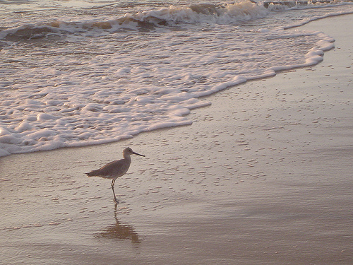 [Bird+on+Beach+in+Puerto+Vallarta.jpg]