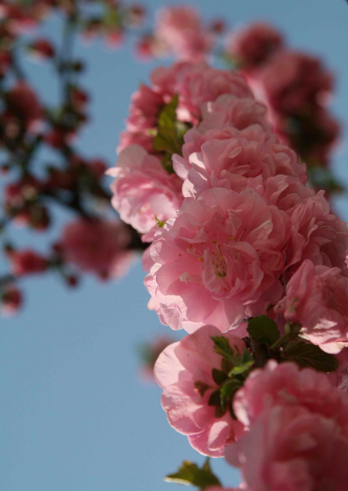 [spring+flower.jpg]