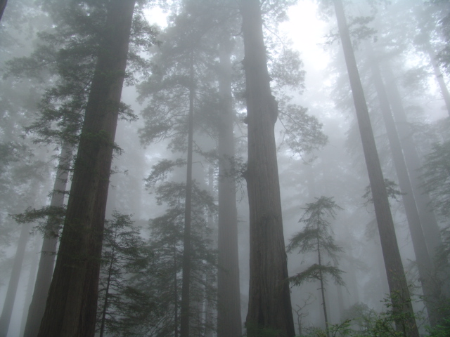 [Coastal+Redwoods.jpg]