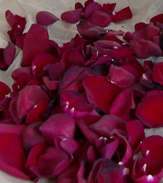 [rose+petals.JPG]