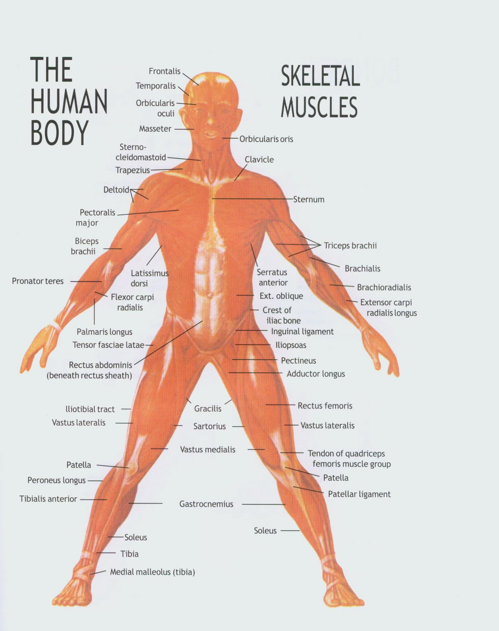 [THE+HUMAN+BODY+&+SKELETAL+MUSCLES_jpg.jpg]