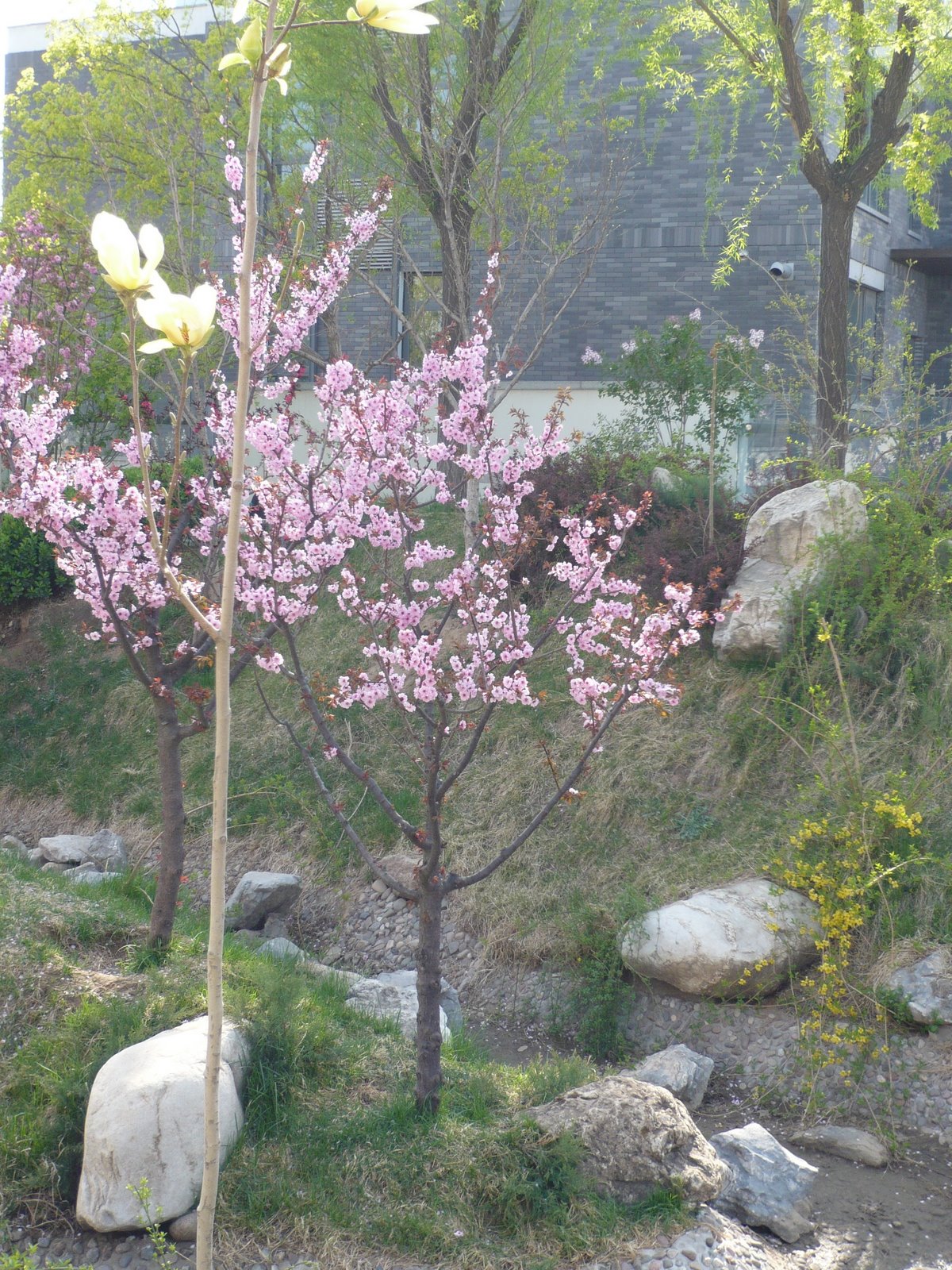 [Peach+Blossoms.JPG]
