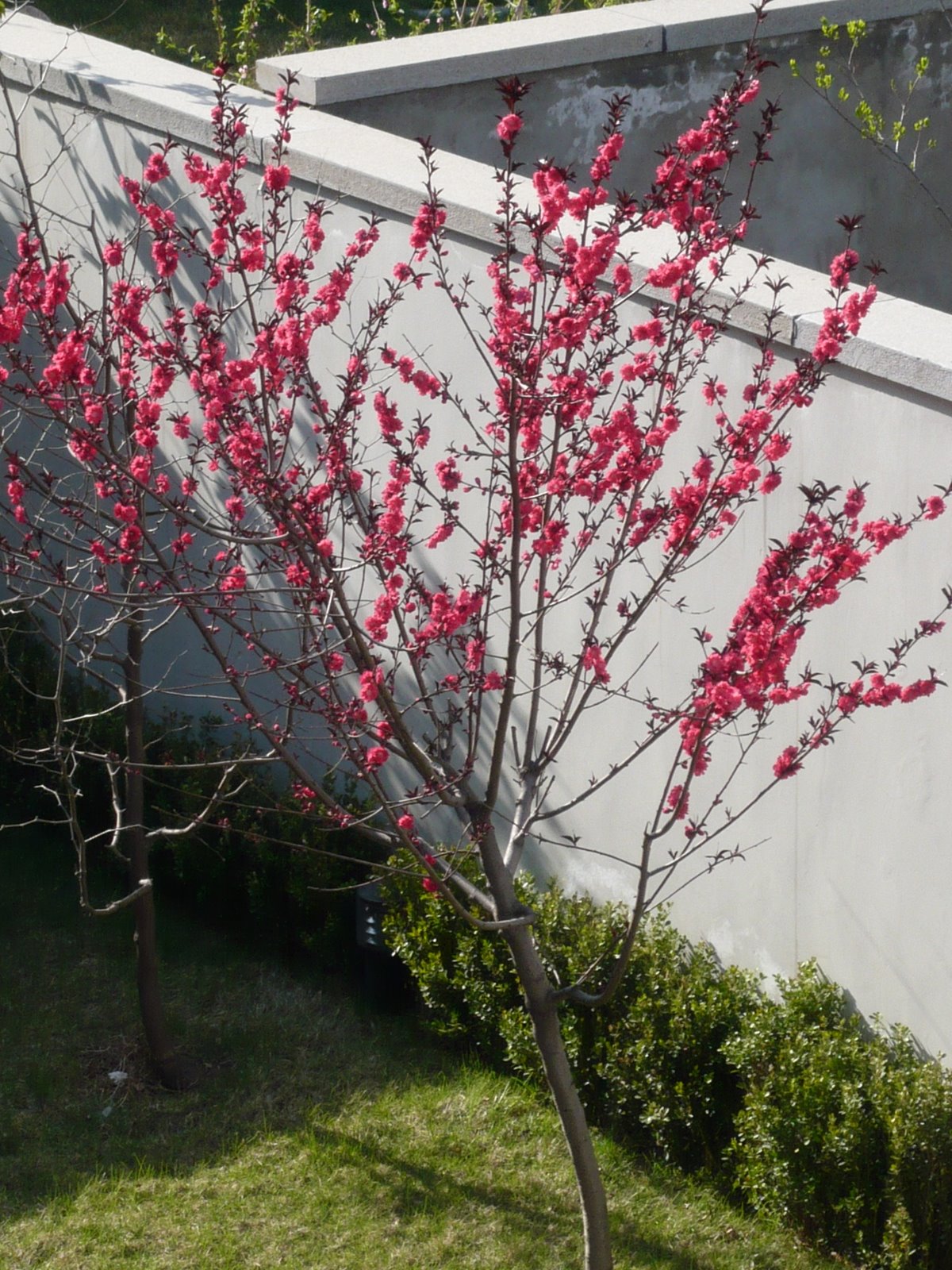 [Red+Peach+blossoms.JPG]