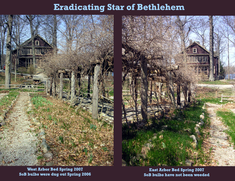 [Eradicating+Star+of+Bethlehem+Bulbs+2007+results.jpg]