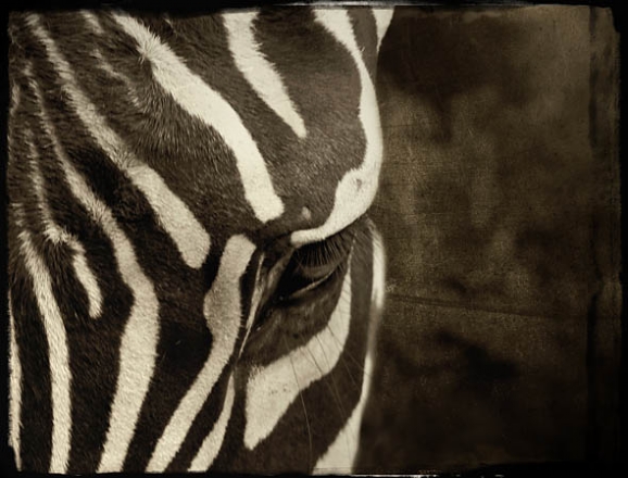 irene suchocki zebra