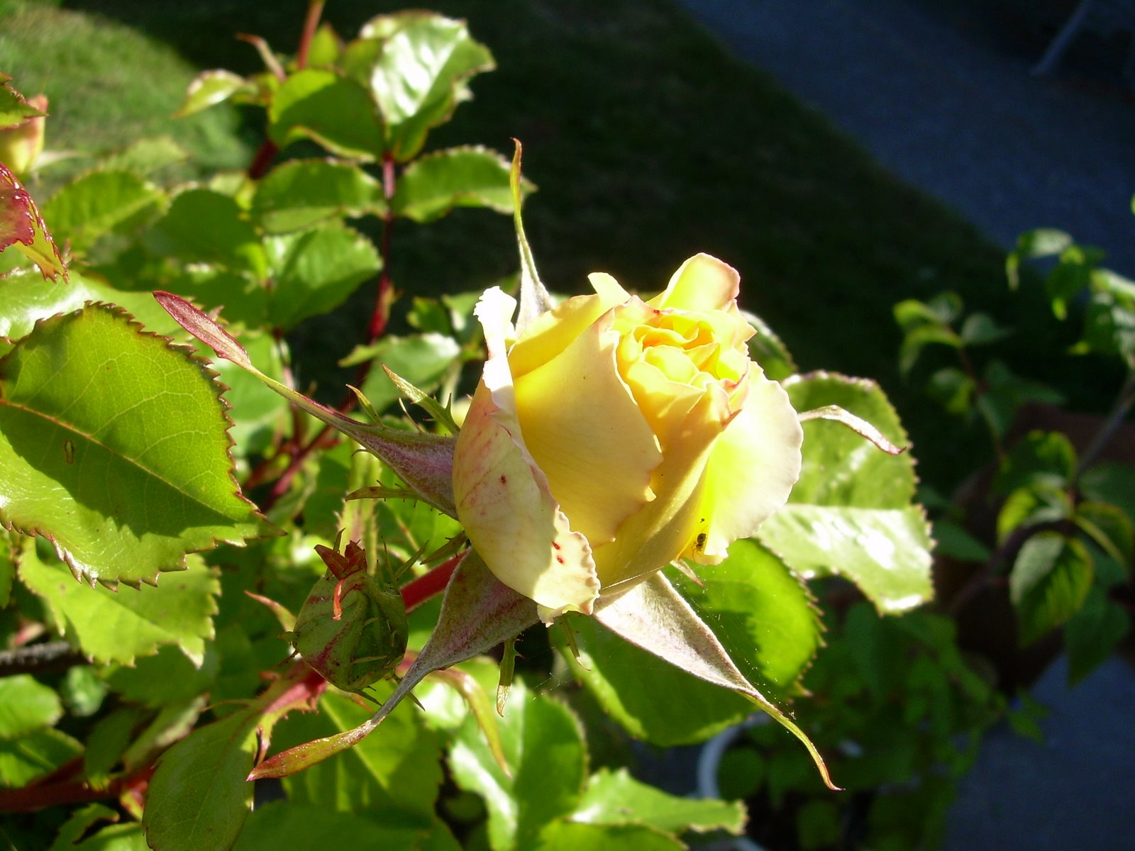 yellow eureka rose