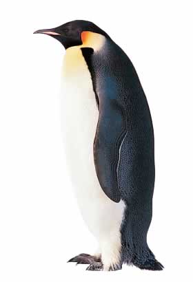 [penguin2.jpg]