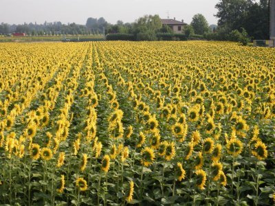 [Sunflower+field]