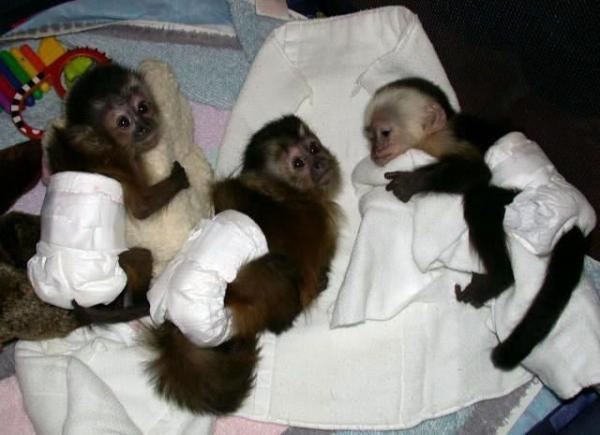 [monkeys-in-diapers.jpg]