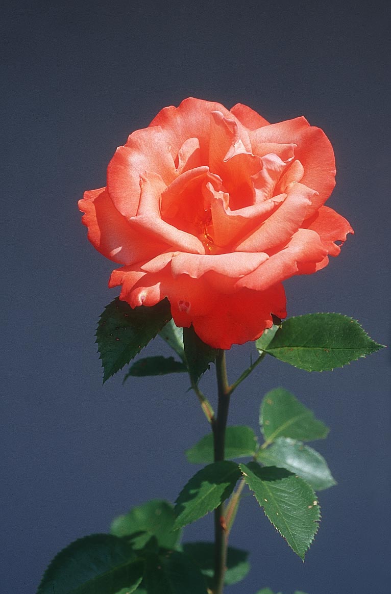 [flower-rose_5xv.jpg]