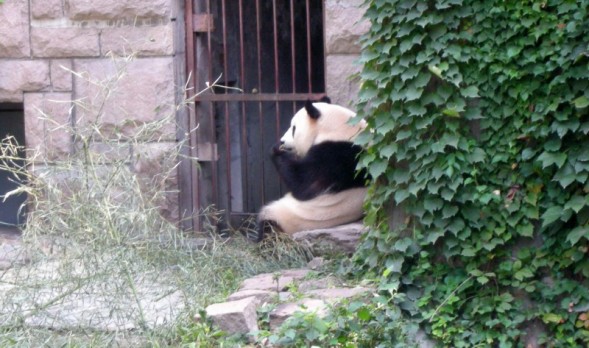 [Panda.jpg]