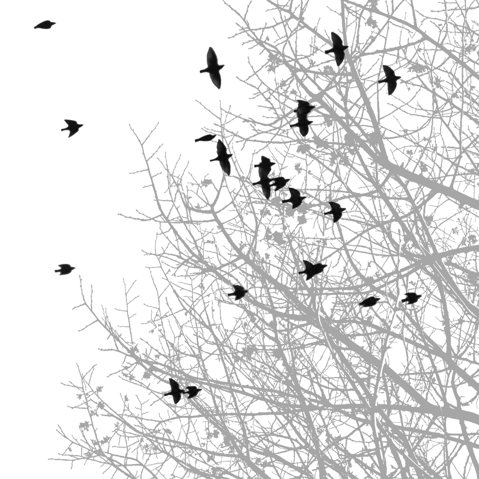[birds+and+tree.jpg]