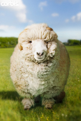 [sheep.jpg]
