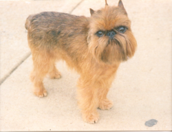 [250px-Brussels_Griffon.png]