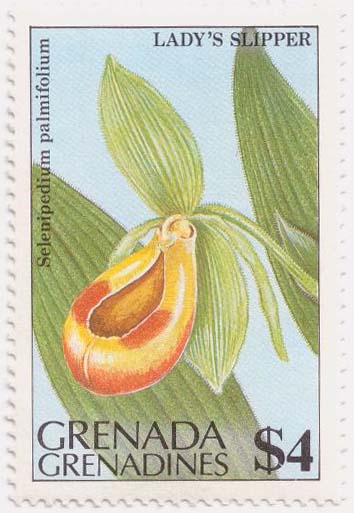 [Selenipedium+palmifolium+Grenada+Grenadines+SFW.jpg]