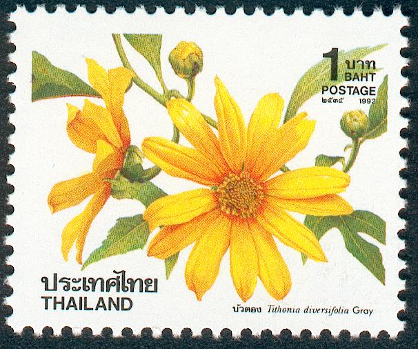 [Tithonia_diversifolia_Thailand.jpg]