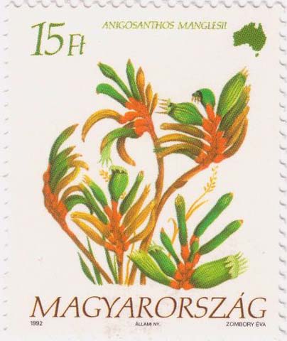 [Anigosanthos+manglesii+Magyar+SFW.jpg]