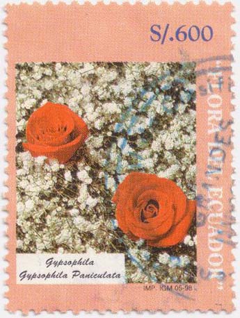 [Gypsophila+paniculata+Ecuador+SFW.jpg]