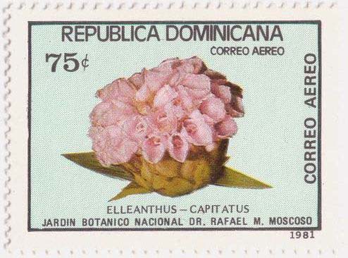 [Elleanthus+capitatus+Dominicana+SFW.jpg]