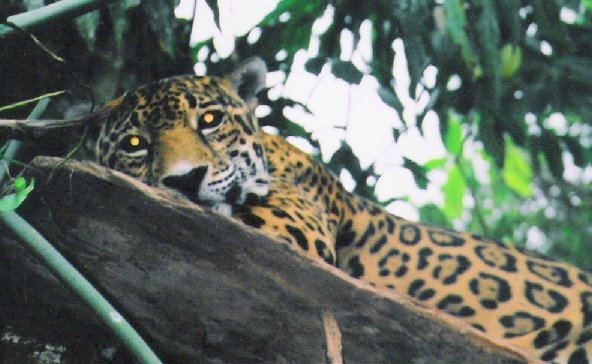 [jaguar4.jpg]