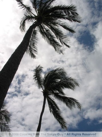 [palmtree1.jpg]