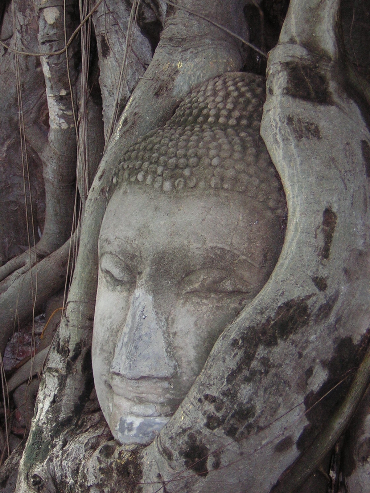 Ayyuthaya tree Buddha