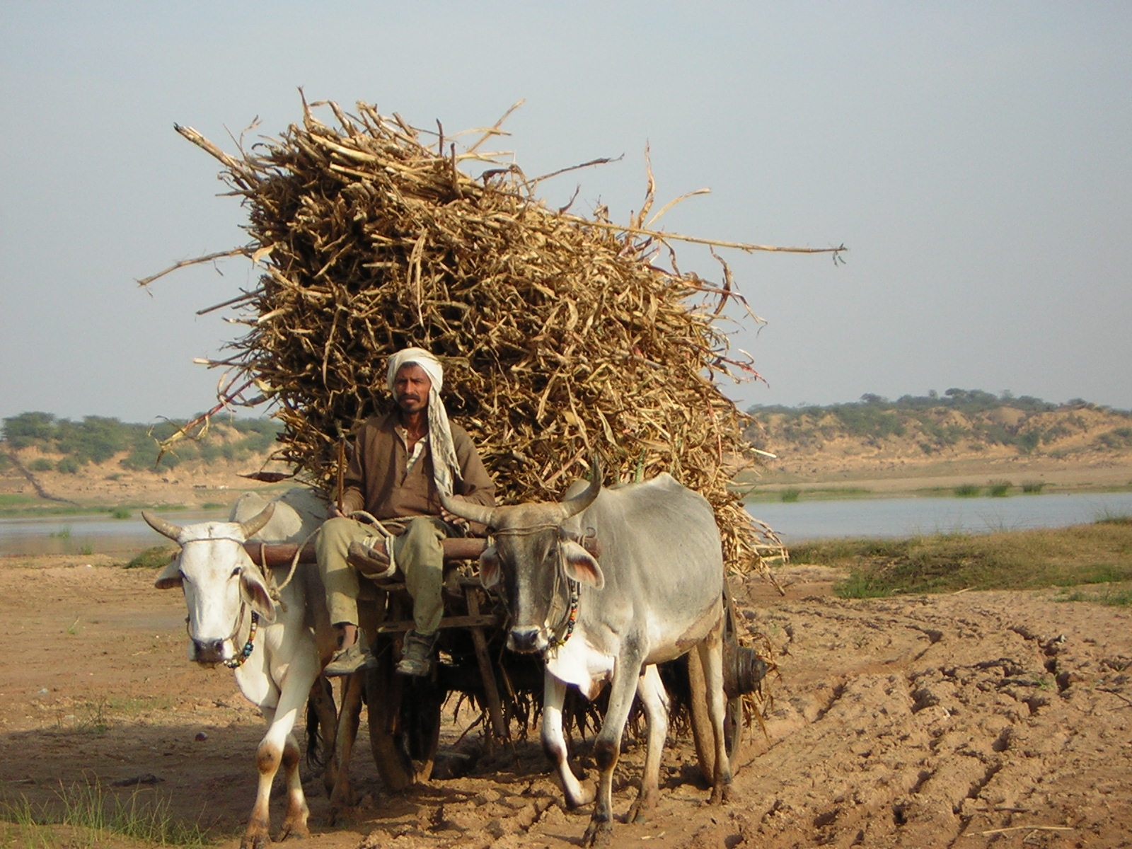 Bullocks on the Betua River, India