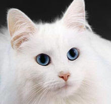 Картинки по запросу white cat