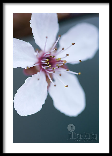 [macro+cherry+blossom+018eweb.jpg]