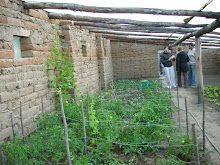 Greenhouse built by PCVs in Tiraque
