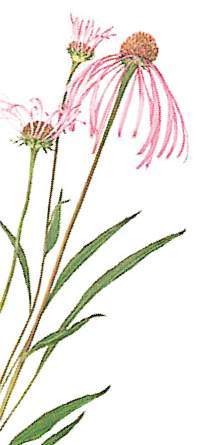 [Echinacea+Flower.jpg]