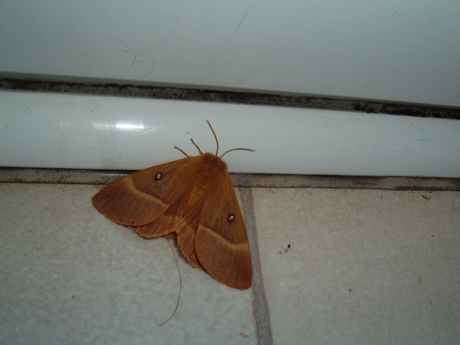 [moth+002.jpg]