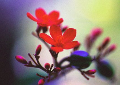 [red-flowers.jpg]