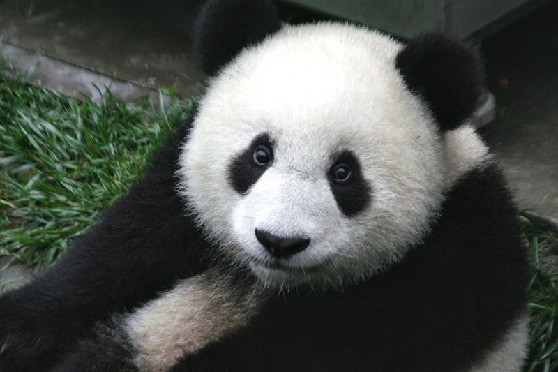 [800px-Panda_Cub_from_Wolong,_Sichuan,_China.JPG]