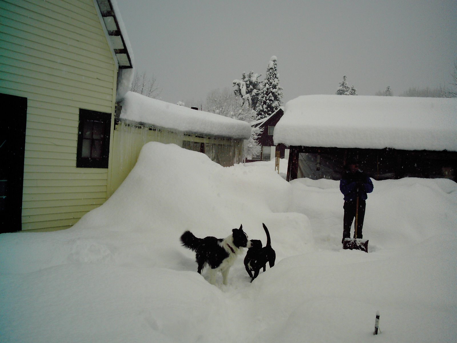 [Cody+&+Treu+in+snow.jpg]