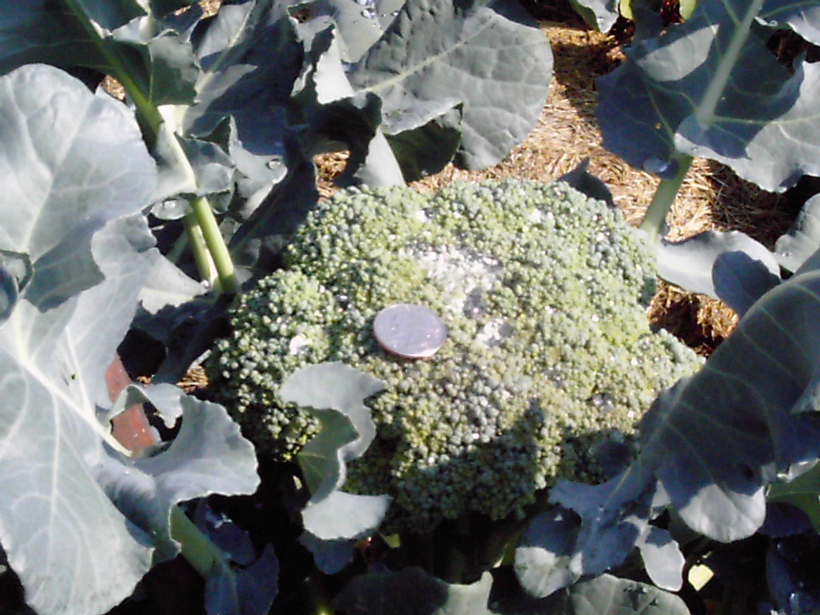 [broccoli.JPG]