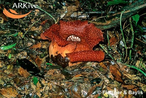 [large-Rafflesia-tuan-mudae-flower-starting-to-bloom-taken-at-9am.jpg]