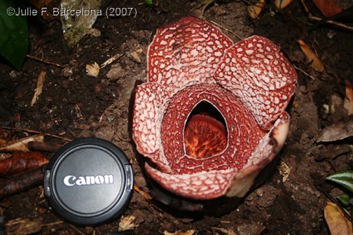 [Rafflesia+banahaw1.jpg]