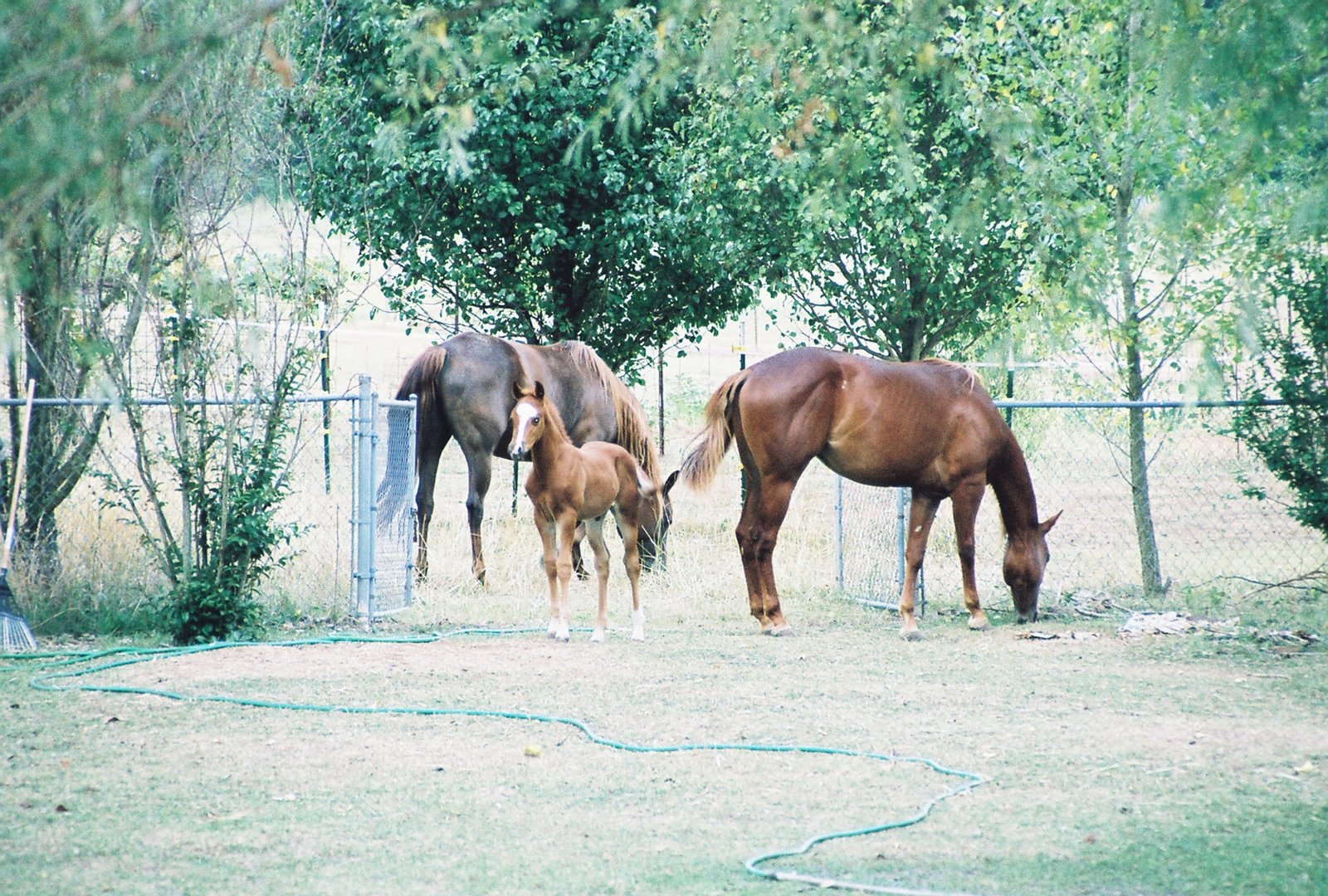 [Horses+in+the+Yard.JPG]