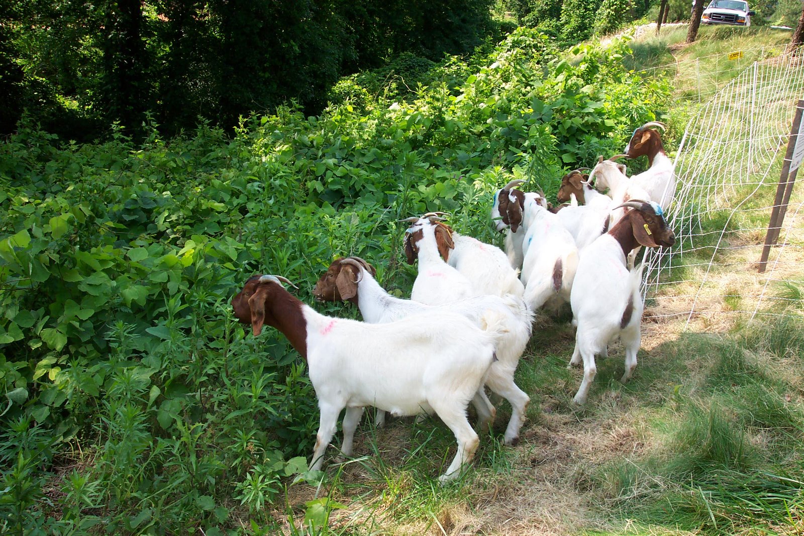 [kudzu+eating+goats.jpg]