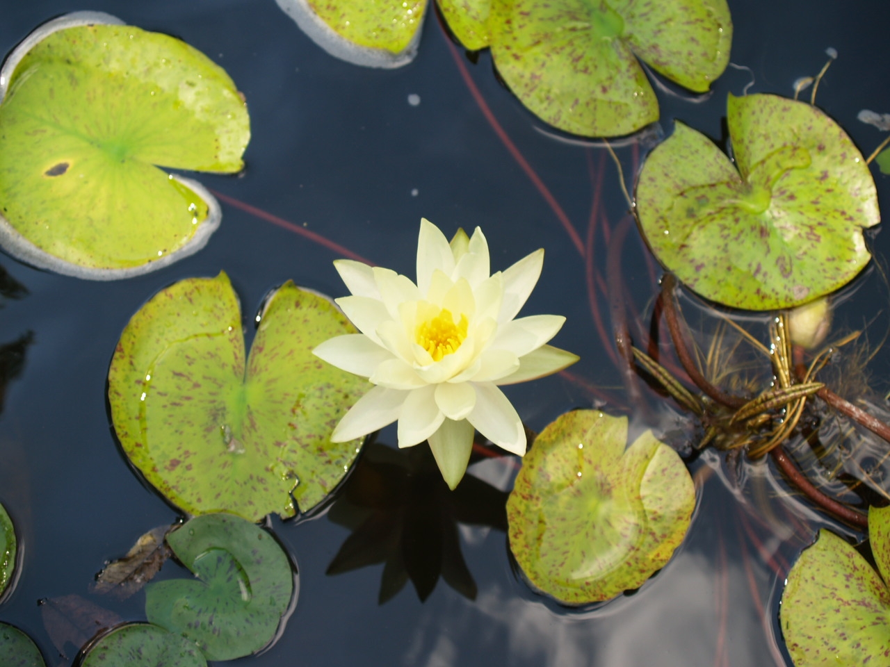 [Lotus+flower.JPG]
