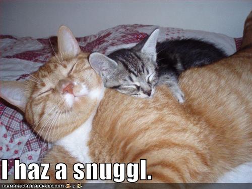 [funny-pictures-cats-snuggling.jpg]