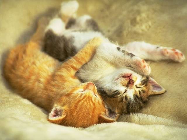 [cuddle+kittens.bmp]