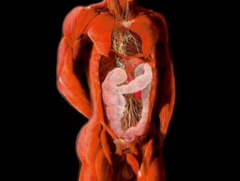 Imágenes del cuerpo humano transparente