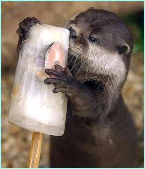 [otter+icepop.jpg]
